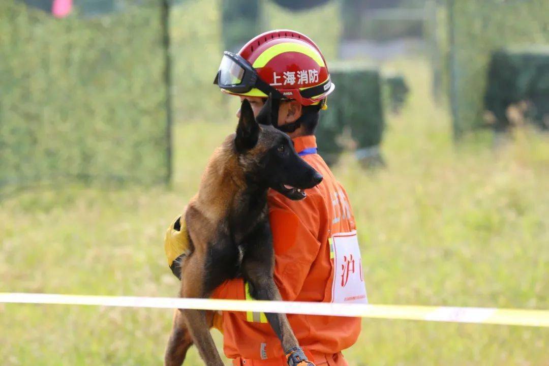 乘风破浪的"毛孩子们-搜救犬