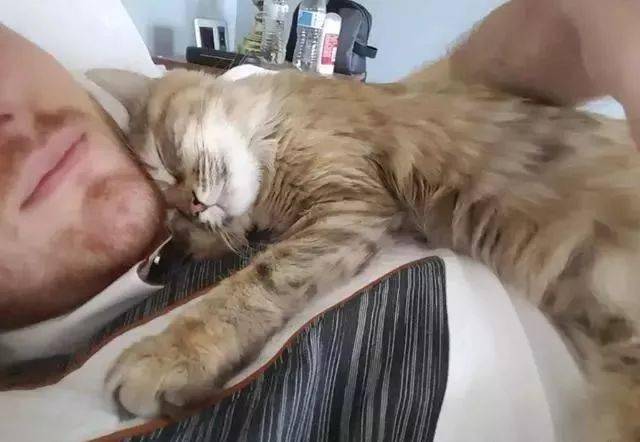 猫咪特别粘人,每天闹钟一响就要趴在主人身上睡觉,真是甜炸了
