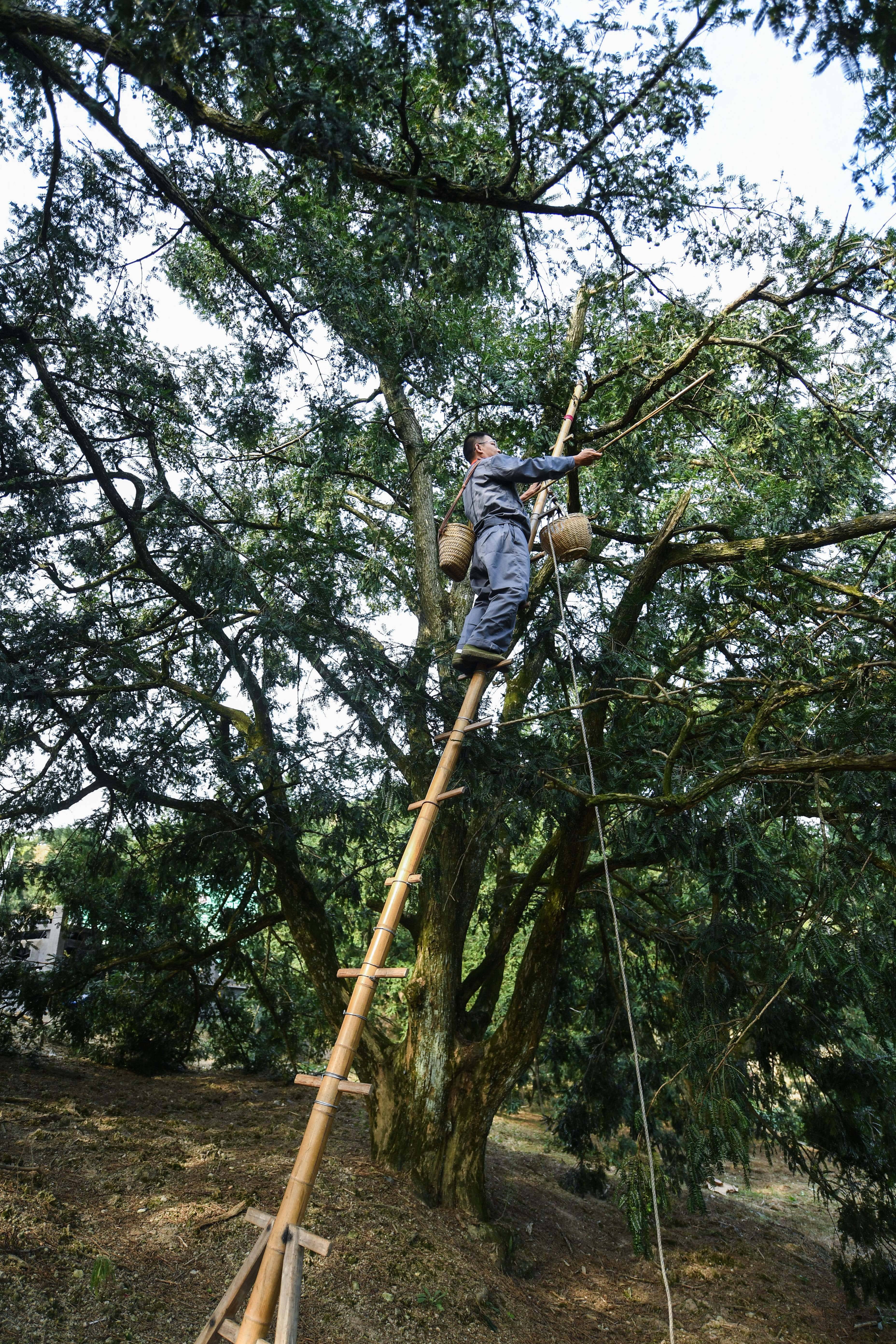 榧王村的46岁的果农周炯正在一棵800年左右的香榧古树上采摘香榧鲜果