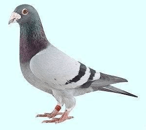 1fb102c29b714a37863b6471b932e900.png