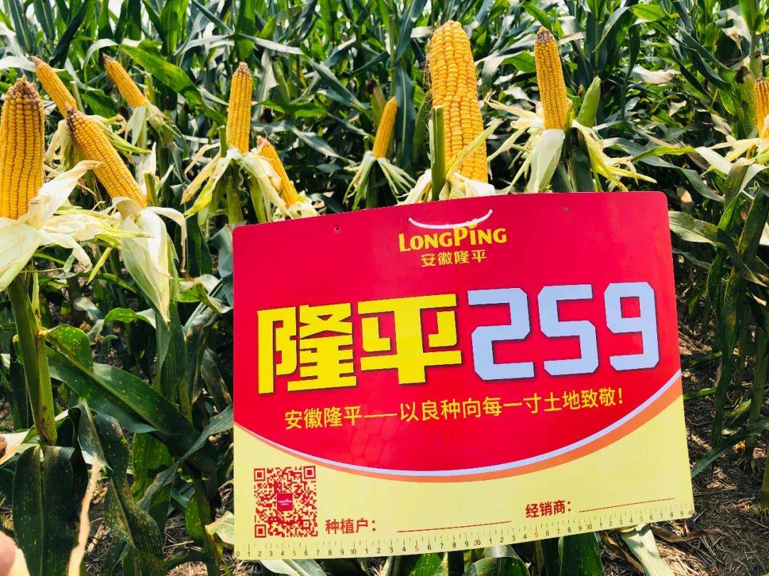 隆平259后续新品 抗锈英雄 隆平243第二届隆平玉米丰收节看点多多 等