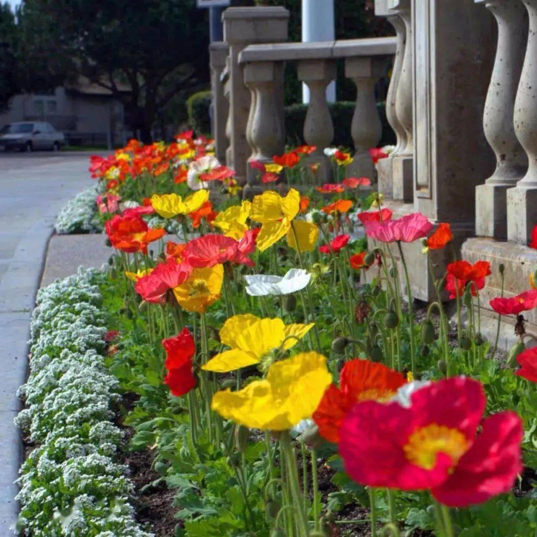 现在可以种花么 8aa886bc95134427abf1c88248919855.jpeg