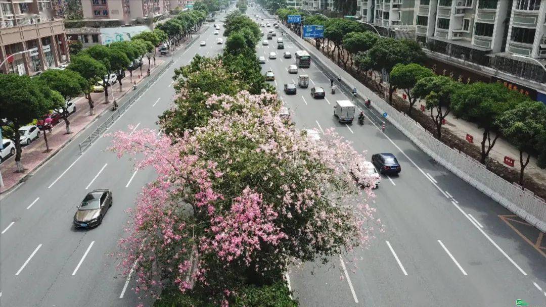 金砂东路启动环境品质提升改造工程_汕头