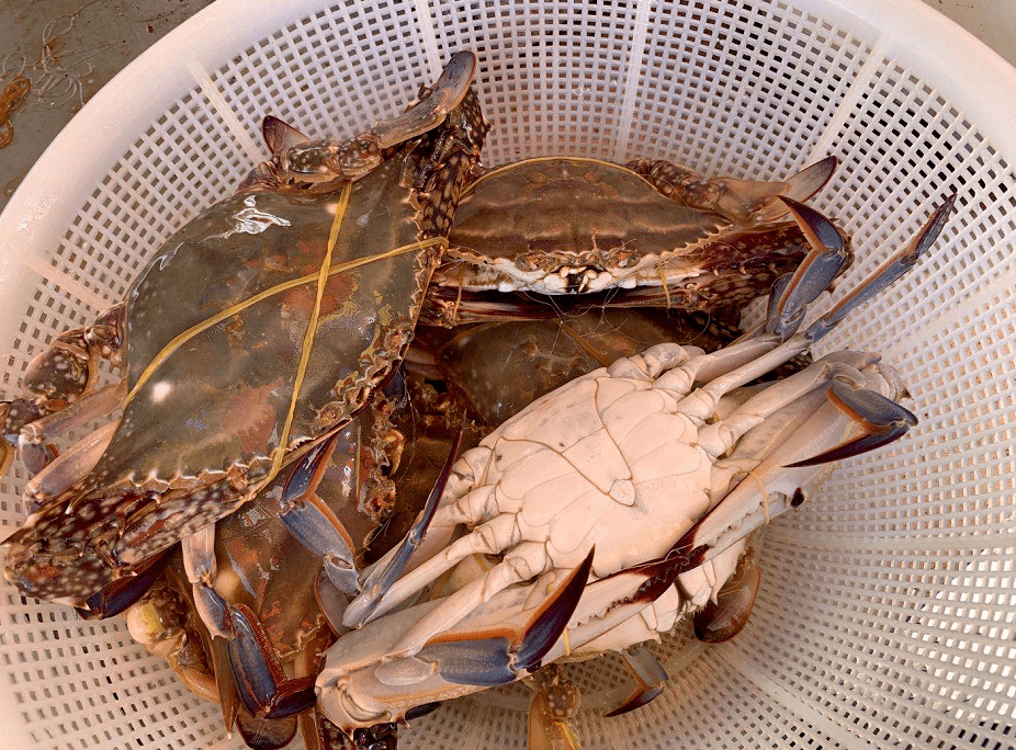 怎么养螃蟹螃蟹活得好 8092c81ee68a4d19beefb1cbf7dad782.png