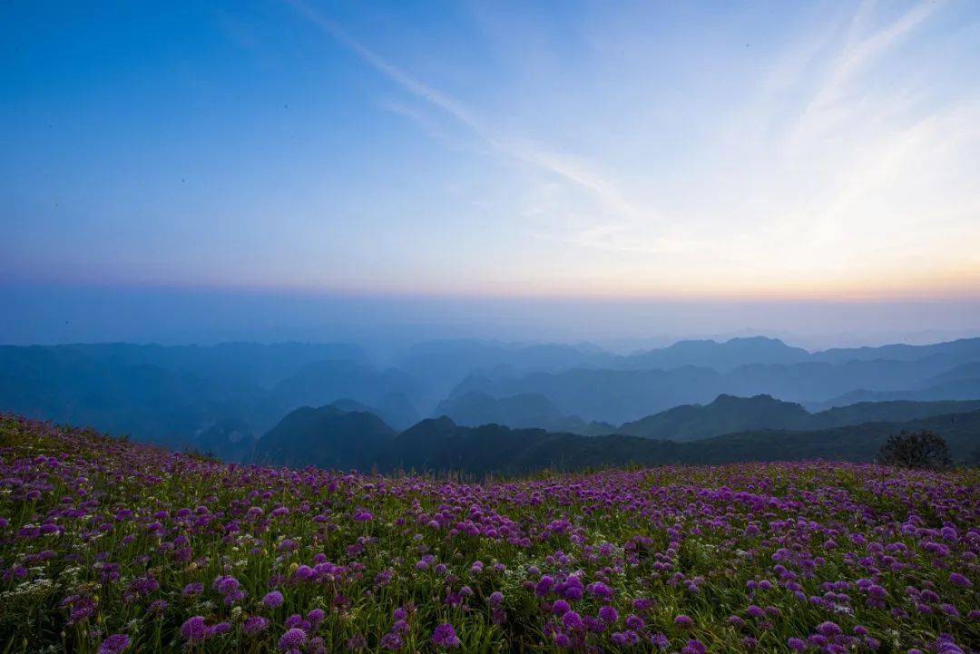 藏不住了这十余万亩云上花海美炸了门票半价