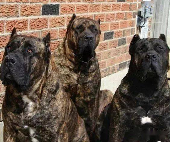 犬界中,4种黑色猛犬,被誉为"犬中四煞",中国一犬入围
