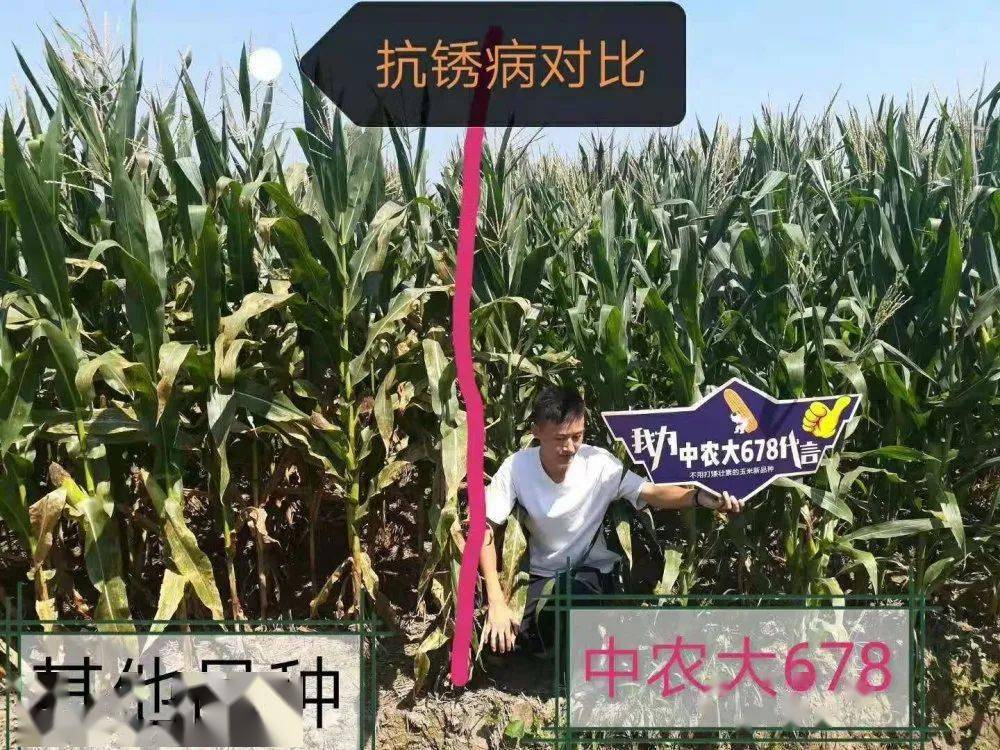 中农大678玉米品种审定,鲁星702玉米种审定公告 观摩预订|为何要选屯玉"犇抗"中农大678_品种