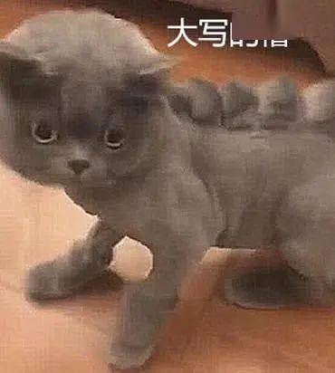 主人给蓝猫换了新造型,远看就像一只小恐龙,背上一幕令人窒息