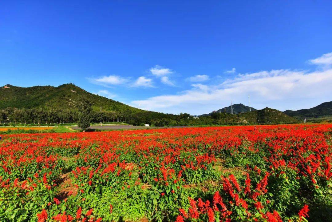 免费报名!带上你家"神兽"来延庆花海采菊花吧