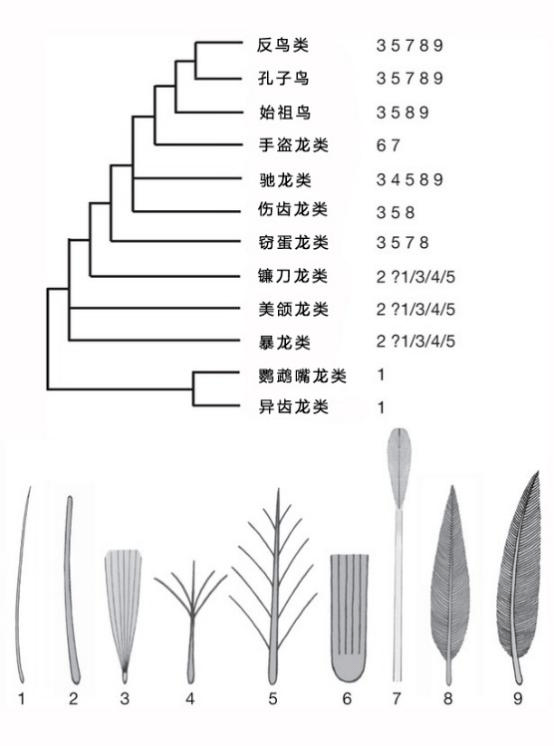 谁说只有鸟类才有羽毛?恐龙第一个就不服!