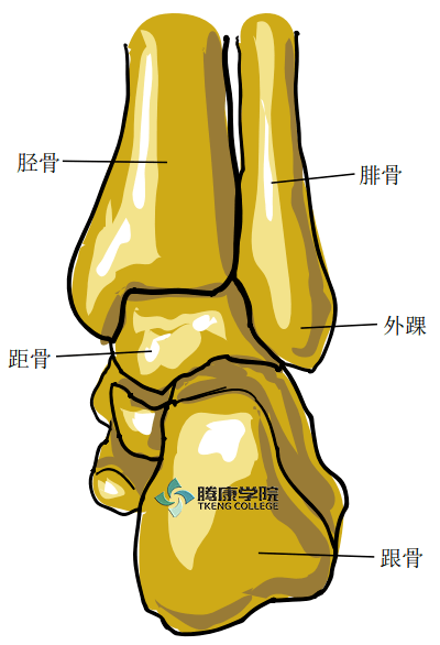 疼痛解剖学足踝功能解剖