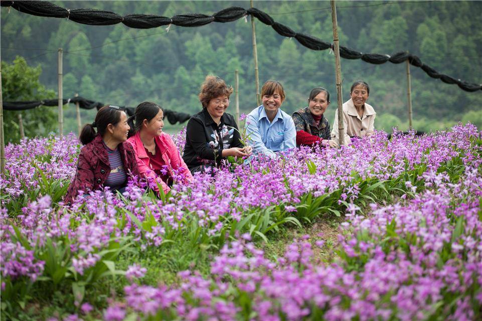 种植|贵州天柱： 打造中药材全产业链助2.4万人增收