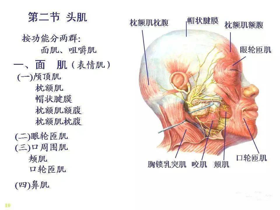 骨骼肌解剖图