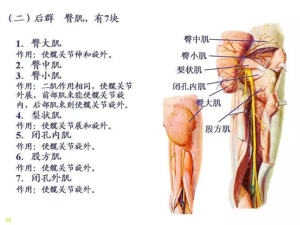 掌握针刀施术部位的解剖层次及神经,血管,骨骼,肌肉的分布走向.