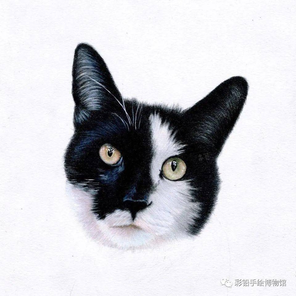 直播画了一只猫