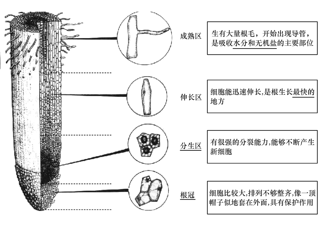 根尖的结构和功能