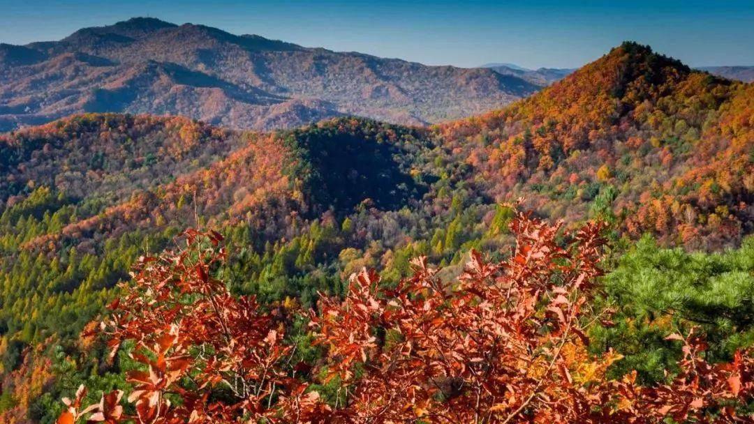 秋登金祖峰醉赏五花山