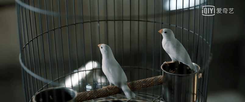 吴若昕|没想到国产犯罪片这么敢玩