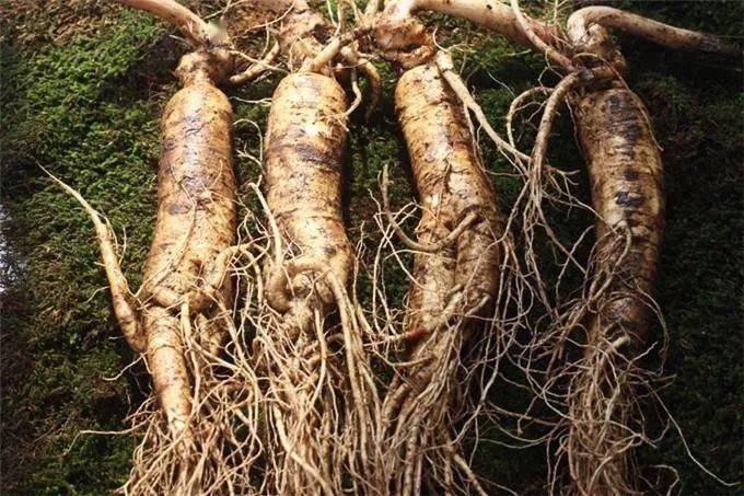 日本|日本黑科技泡脚汤药,竟让全民女人1个月瘦20斤!暴汗排湿还嫩肤助眠!