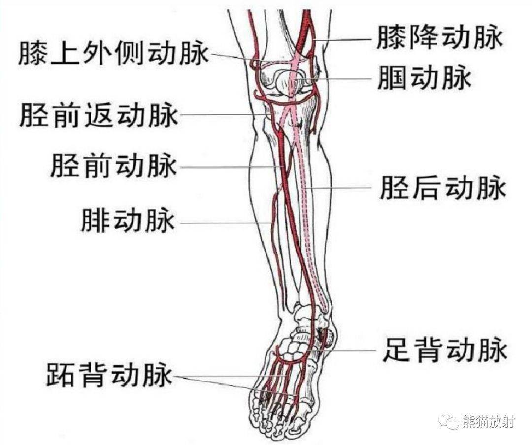 图312 上肢的动脉-人体解剖组织学-医学