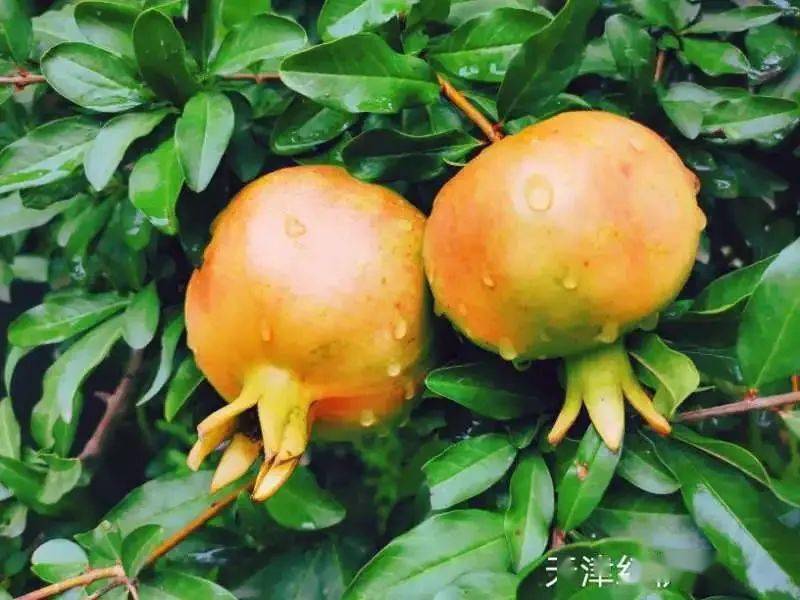定心丸|我想做家里的“定心丸”|读者来稿