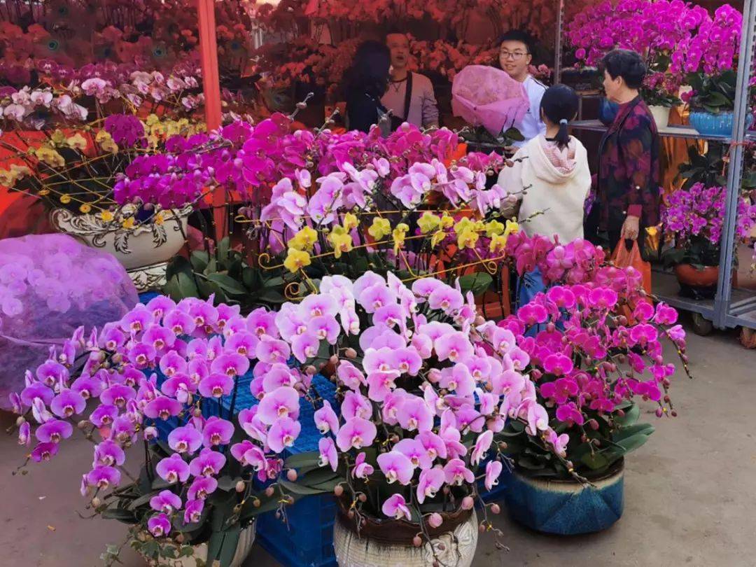 岭南花卉市场位于广州市与佛山市交界地带荔湾区五眼桥村,是全国60%