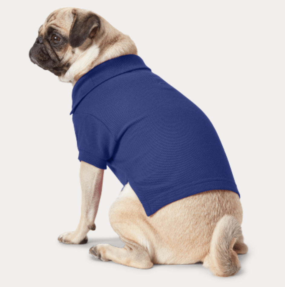 宠物|萌宠时尚｜毛孩子们时髦起来一点也不输主人！