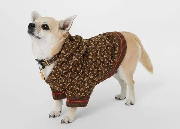 宠物|萌宠时尚｜毛孩子们时髦起来一点也不输主人！