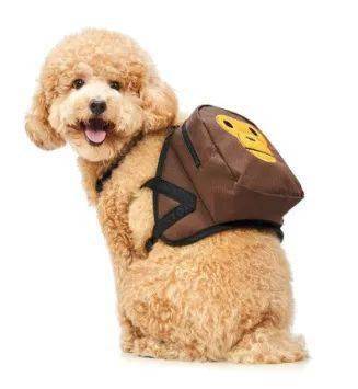 宠物|萌宠时尚｜毛孩子们时髦起来一点也不输主人！