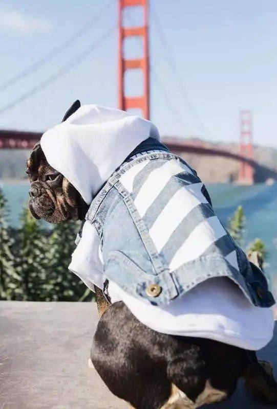 宠物|萌宠时尚｜毛孩子们时髦起来一点也不输主人！