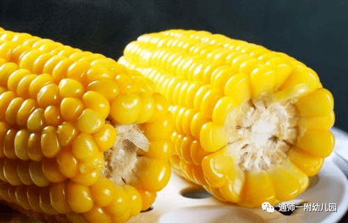 如何种植玉米幼儿园 84392cc7c26048f292658afdd2e3995f.png