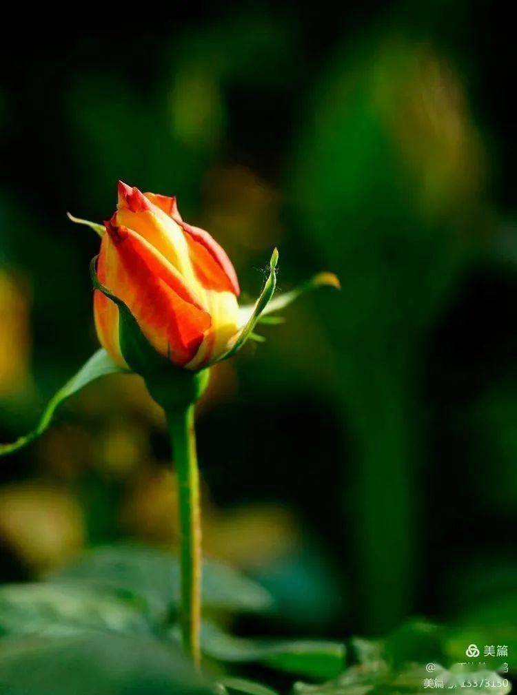 飞雪|累并快乐着//飞雪