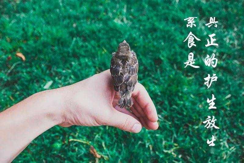 千万不要小看吃素和放生,勿以善小而不为