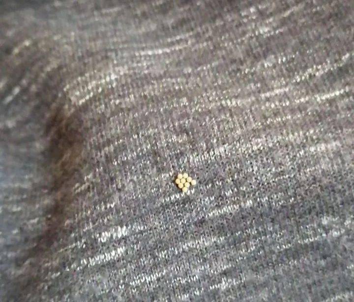 高手|这么香的小东西，竟然是除虫高手！？