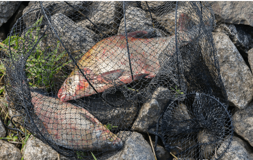 鱼儿|秋季野钓纠结选位？看完这篇就不纠结了