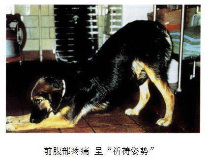 【瑞宠常识】犬猫胰腺炎的病因及预防