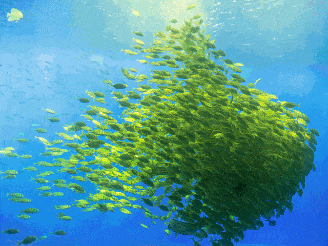 最后10个名额!10月2日夜宿海洋馆,乘风破浪,驰骋极地海洋!