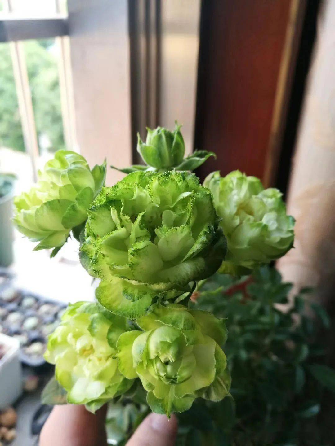 5种绿色的月季花,不一样的好看,绿得仙气飘飘!_闪电