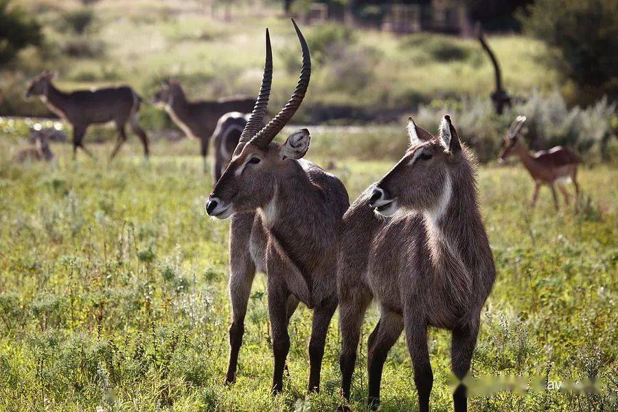 水羚 waterbuck 水羚,又称非洲大羚羊,肩高120-136厘米,重160-240公斤