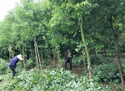 (龙脑樟种植基地)据悉,绿之源生物科技有限公司现种植赣南龙脑樟1.