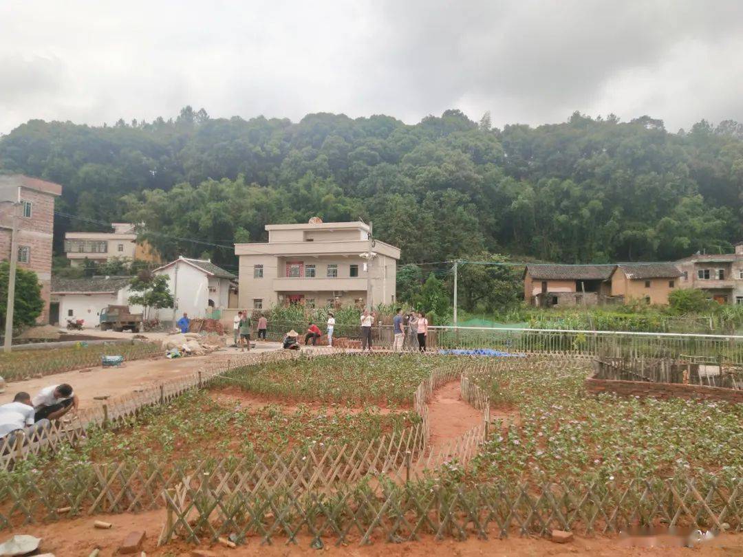 在龙川农村人居环境综合整治"百日攻坚"行动中,黄石镇因地制宜,多措