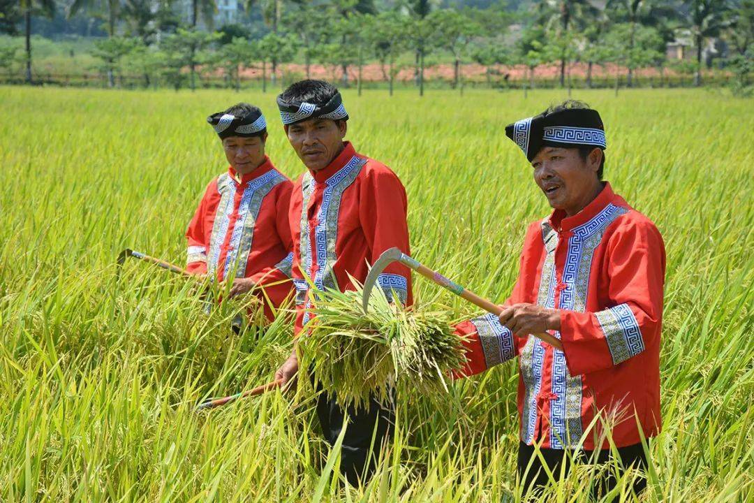 秋分日,丰收节:来水稻国家公园分享丰收喜悦