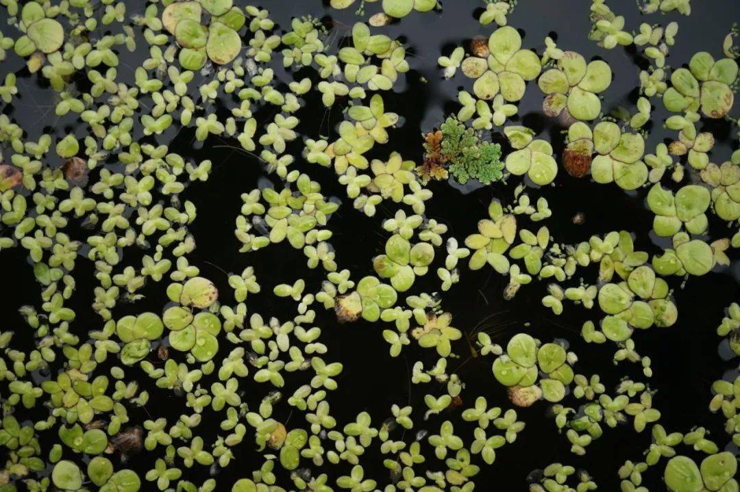 植物百科_紫萍