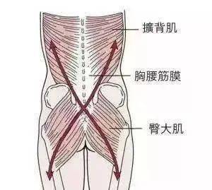 前群位置较深,连接到横突的前方,下方连接髂腰韧带与髂嵴,上方形成