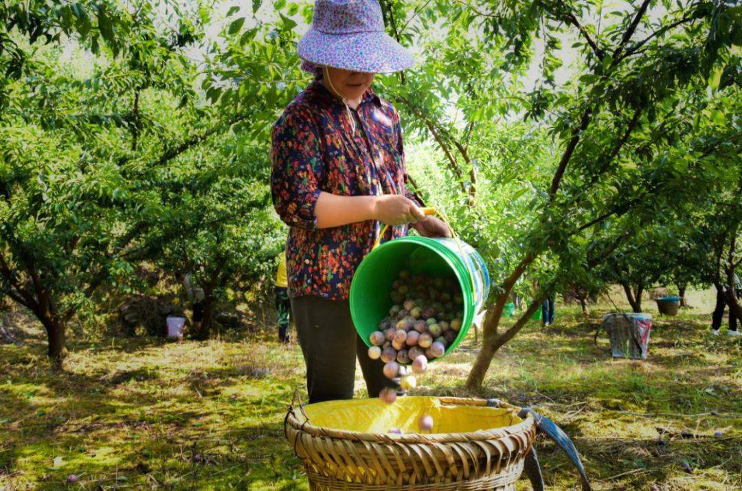 在敖溪镇"笕山红"巨峰葡萄园,村民正在采摘巨峰葡萄.