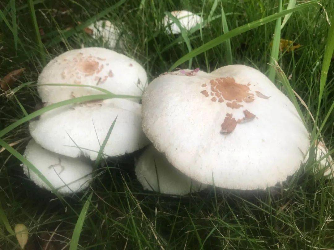 合肥一小区疯长这种白蘑菇!专家紧急提醒:有毒!太和也有.