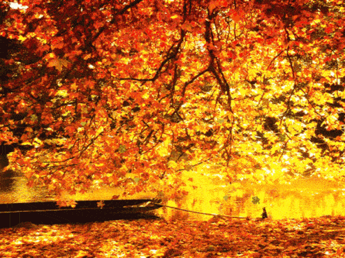 金鹰|保温杯里泡枸杞早就OUT了！现在南京人的秋季养生全靠＂TA＂|周三福利日