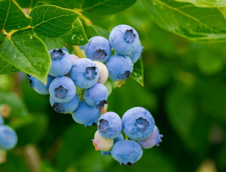 blueberry,blueberrysans blueberry(蓝莓)