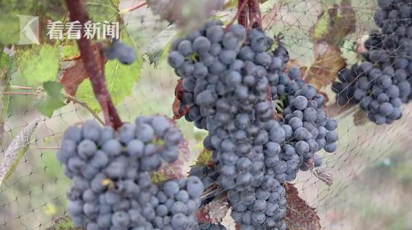 葡萄|葡萄有烟火味了 美国山火逼得酒庄“以次充好”