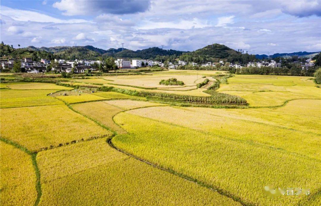 看,稻田金黄,黔西一片丰收景